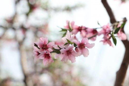 桃花朵朵开视频,春日浪漫之旅